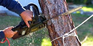 Trusted East Norwich, NY  Tree Services Experts